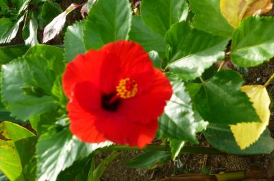 家族4人でプーケット&シンガポール旅行!プーケット編③