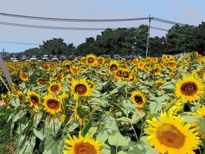 やまなし　日本で見られる黄色いじゅうたん・明野のひまわり園にて2013夏