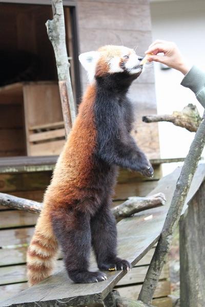 2012年11月17日　千葉市動物公園　レッサーパンダ編