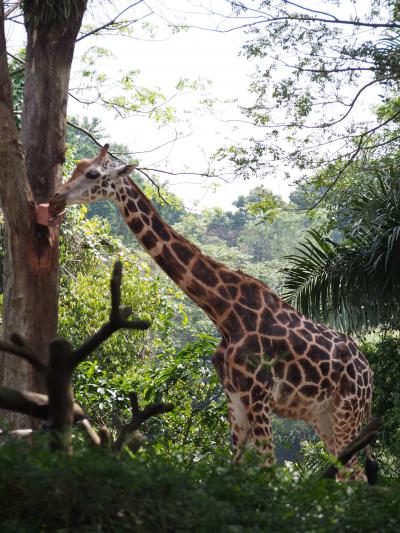 シンガポール　久々にちょっと長めに滞在　2013/7（3）動物園