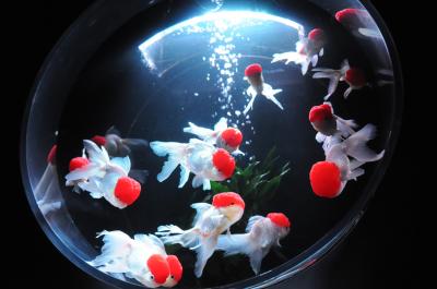 日本橋　アートアクアリウム"Art Aquarium"～江戸・金魚の涼～とリムジンボードで日本橋・隅田川クルーズ