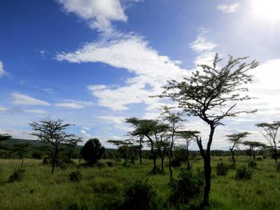 KENYA &amp; UAE - The Adventure 2013 ～ Maasai Mara ～