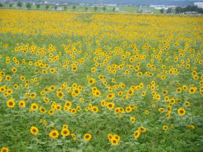 兵庫県北部の旅　１　ひまわりに送られての旅だち