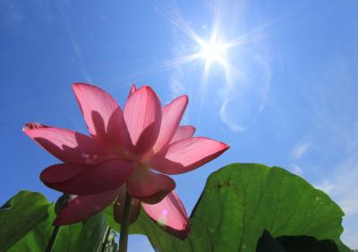 夏の花を楽しもう♪　草津市立水生植物公園みずの森＆第一なぎさ公園　のほほん記