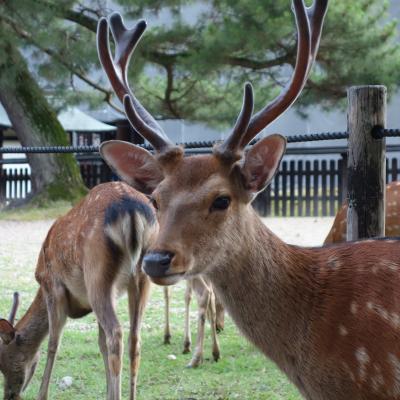 シカの寝ぐらはどこに。こっちも寝ぐらに帰りましょう。