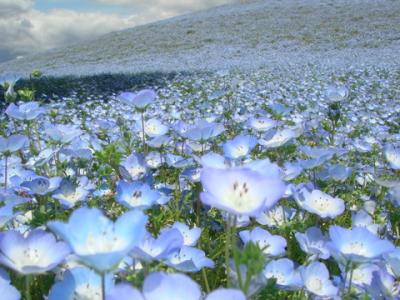 茨城県 ひたちなか市国営ひたち海浜公園の旅 2010年5月14日