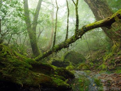 屋久島の自然に抱かれて