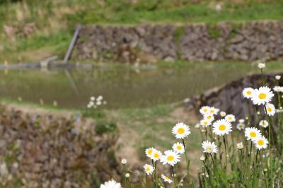2013　鳥取の旅　No6　横尾の棚田　と　つく米の棚田　（２日目）