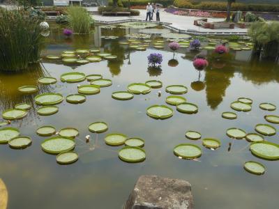 草津市立水生植物公園みずの森