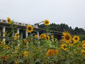 金谷郷のひまわり畑2013