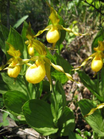 カナディアンロッキー　11　モレーン湖～で　であった花々　7/2