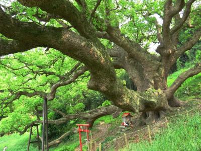 塩飽諸島 志々島で大楠のパワーに包まれる の巻