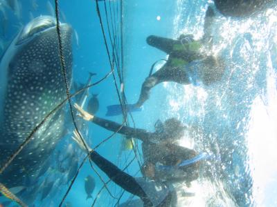 2013 沖縄で青の洞窟とジンベエザメで夏休み