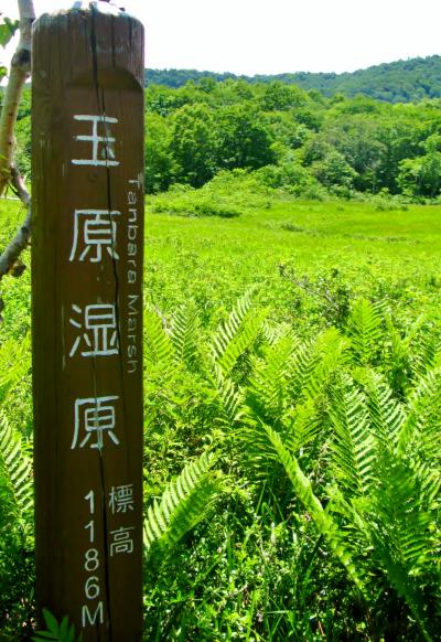 沼田-2　玉原湿原　ミズチドリ咲くころ　☆ラベンダーパークへ向かって