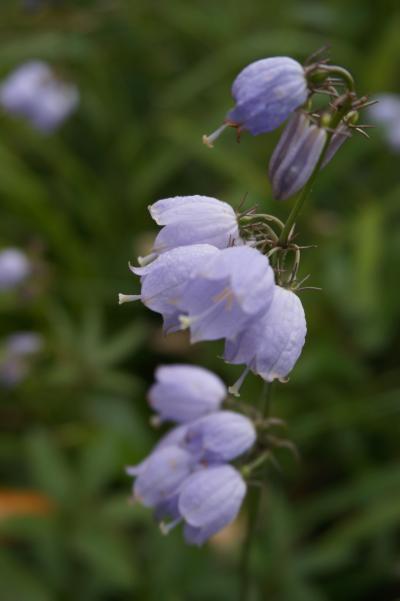 高山植物との出会い