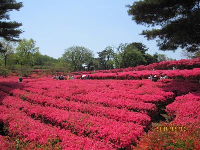 つつじが咲き乱れる小室山　