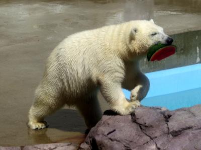 秋田ホッキョクグマ紀行　男鹿水族館ＧＡＯ　大きくなったね！！やんちゃ盛りのミルクちゃんに会いに男鹿に行ってきました 　