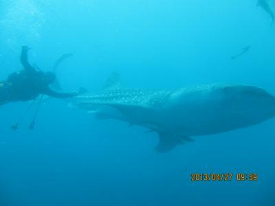 残波岬　ジンベイファンダイブ