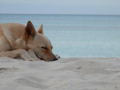 青い海と野良犬-ウヴェア島-