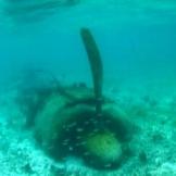 玉砕の島ペリリュ