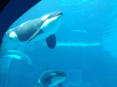 我が家の愛犬だった、リン君と同じ名前だね～。名古屋港水族館の可愛いシャチちゃん