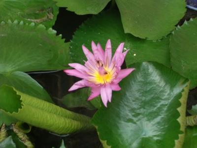 親友とのアユタヤ/バンコク/アムパワーの旅:3日間①