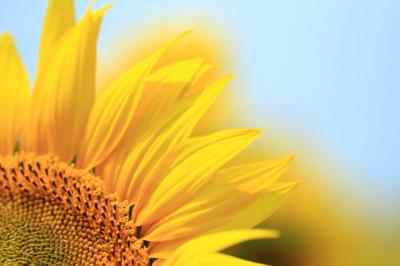 富士山とヒマワリの共演見れるかな？＠山中湖花の都公園