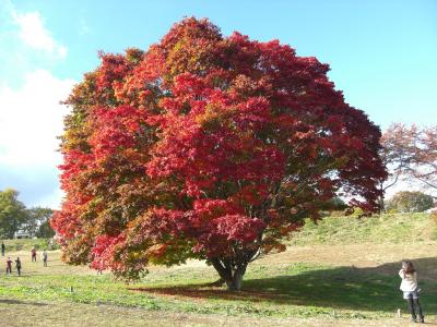 紅葉を訪ねて(信州北安曇・奥裾花・戸隠方面)