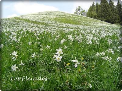 スイス生活 vol.3　ナルシスのお花畑を見にLes Pleiadesへ＆ちょこっとローザンヌ