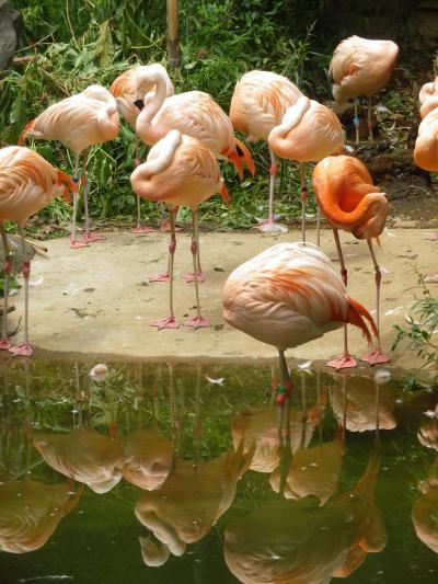 横浜・野毛山動物園に入園