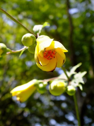 キレンゲショウマ咲く六甲高山植物園