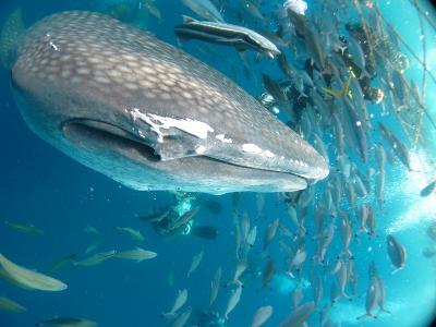 ジンベイザメシュノーケルで感動\(^o^)／