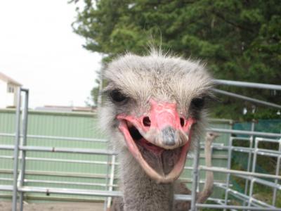 ２０１１春☆旅のメインはダチョウです？！　静岡1泊2日の旅♪