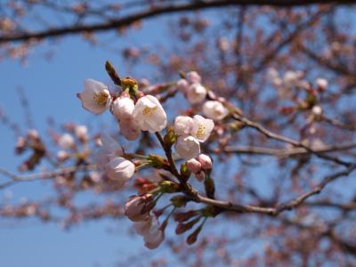 嵐山の桜を見に行く。少し早かった。