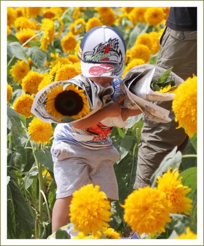 Solitary Journey［1242］真夏の陽光をいっぱいに浴びて輝くように咲く大輪の花♪＜世羅高原農場ひまわりまつり＞広島県世羅町