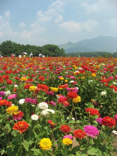 ’１３　北東パス甲信越周遊１　1日目前半：山梨（忍野八海～花の都公園～山中湖）