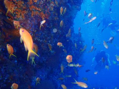 2013、７月29、30 八丈島でダイビング、今年はボートだ♪