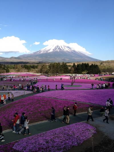 富士芝桜まつり♪