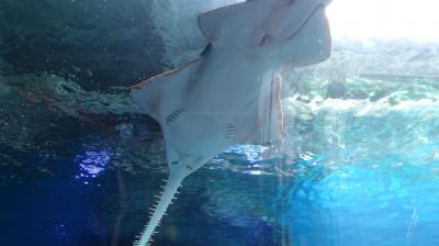 エプソン品川アクアマリンスタジアム