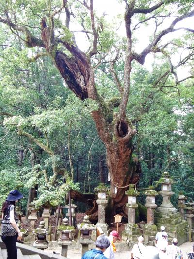 栄華を極めた奈良の都に、往時を偲びました