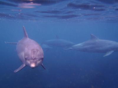 ≪前篇≫ 伊豆大島～利島の旅♪　イルカちゃんが私のハートをわし掴みヾ(*≧∇≦)〃