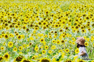 ひまわり祭り~龍門の滝~洞窟酒蔵