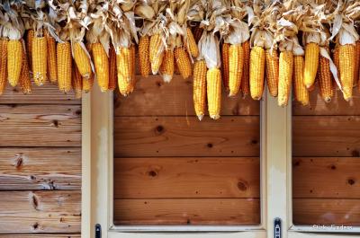 忍野八海~みなとみらい