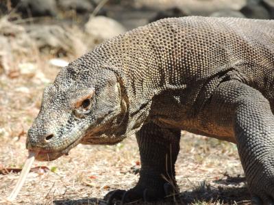 コモド国立公園とフローレス島周遊旅