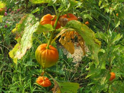 奈良公園　番外編