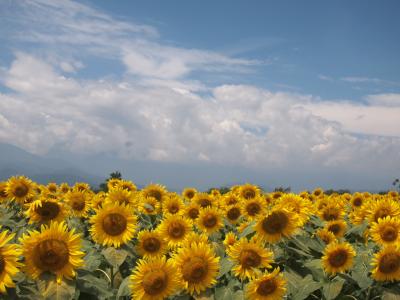 毎年恒例！明野サンフラワーフェスティバルの60万本のひまわり