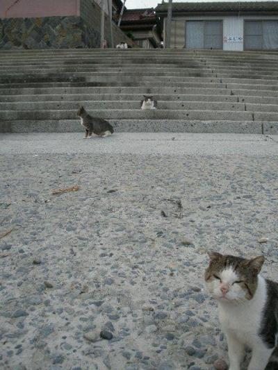 猫好きならば一度は行かねば ★ 田代島 ★