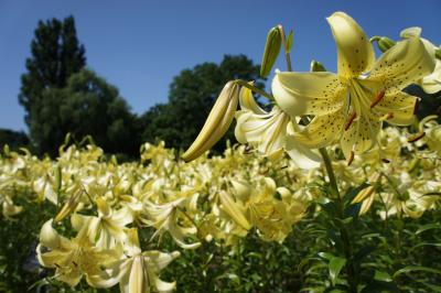 百合が原公園 ゆりの最盛期 Part1