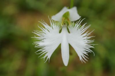 20130823-2 立川 国営昭和記念公園で、雷鳴とつくつく法師と、枯れてしまった向日葵畑と鷺草と