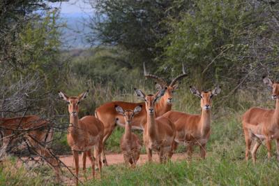 3　ロイサバで出会える野性味あふれる動物たち（2013夏）